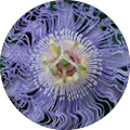 Gloria R. Avatar