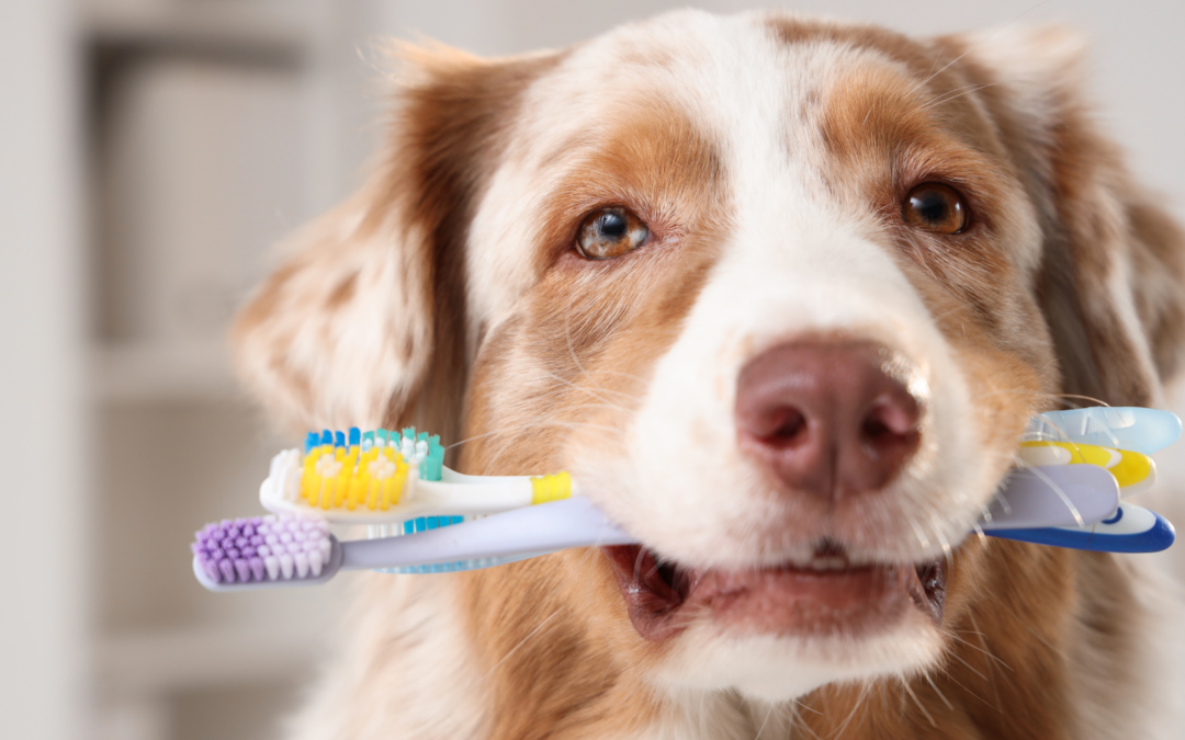 The Connection Between Dental Health & Behavior: Is Your Pet in Pain?