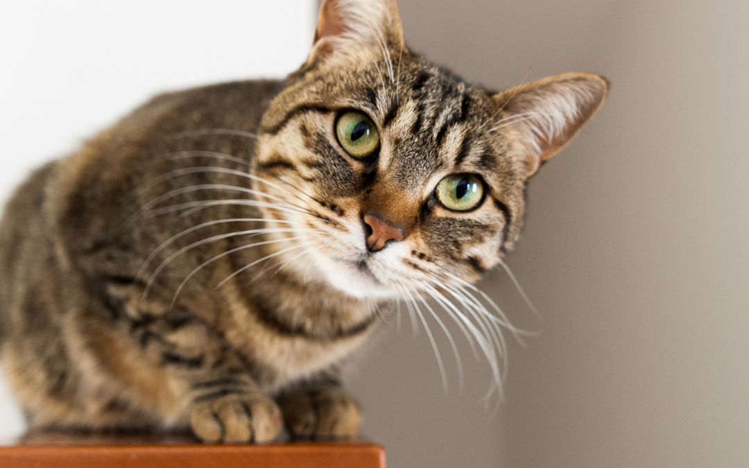 Microchips vs. ID Tags: Which One Offers Better Pet Protection?