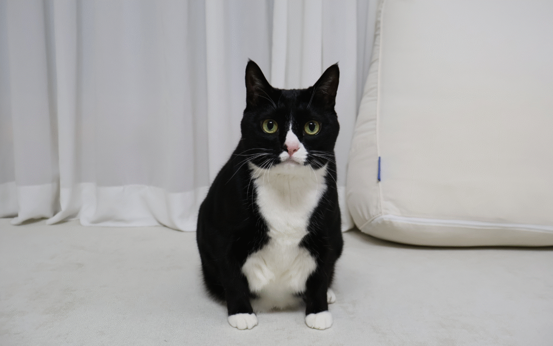 Why Feline Leukemia Is A Dangerous Disease
