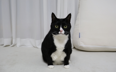 Why Feline Leukemia Is A Dangerous Disease