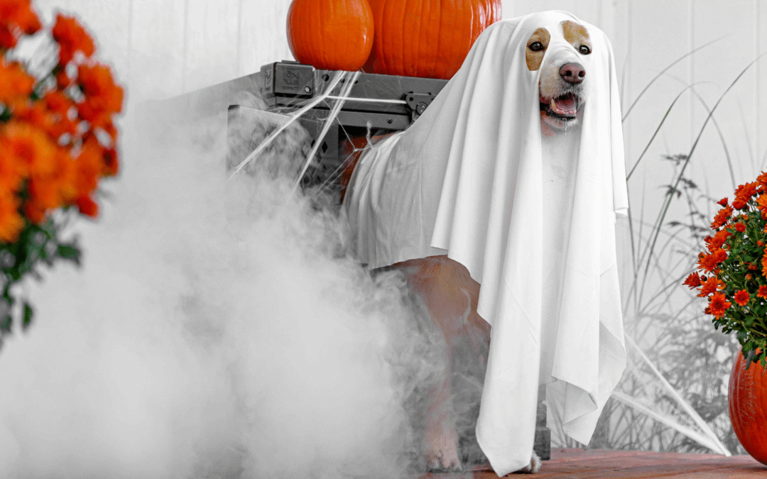 Tips for Anxious Pets During Halloween in Somerville