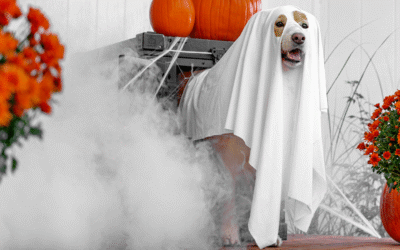 Tips for Anxious Pets During Halloween in Somerville