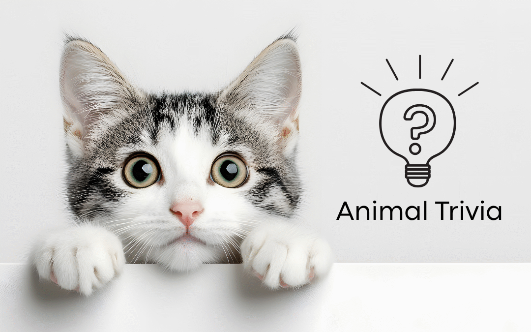  Veterinary Near Me Quiz – Are You Smarter Than a 5th Grader? Pet Edition | Somerville Animal Hospital