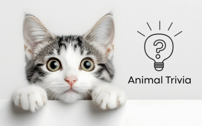 Veterinary Near Me Quiz – Are You Smarter Than a 5th Grader? Pet Edition | Somerville Animal Hospital
