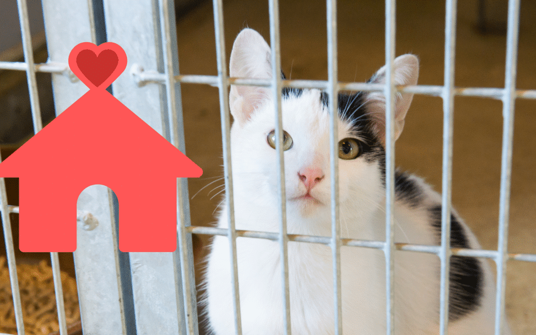 What to Think About When Adopting a Shelter Pet in Somerville, TN