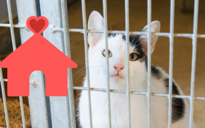 What to Think About When Adopting a Shelter Pet in Somerville, TN