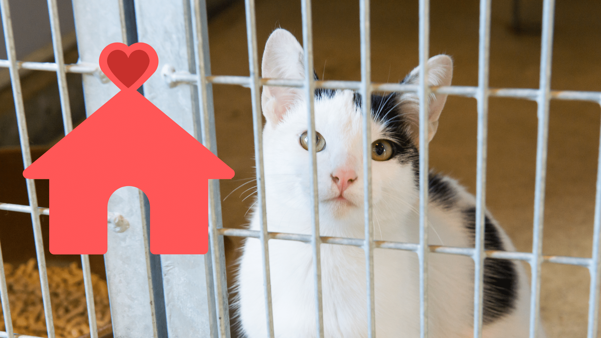 Bringing Home a Shelter Pet in Somerville Adopting a shelter cat with veterinary care from Somerville Animal Hospital in Somerville, TN